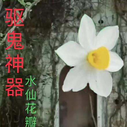 驱鬼神器水仙花瓣